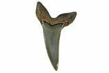 Fossil Shortfin Mako Shark Tooth - South Carolina #170446-1